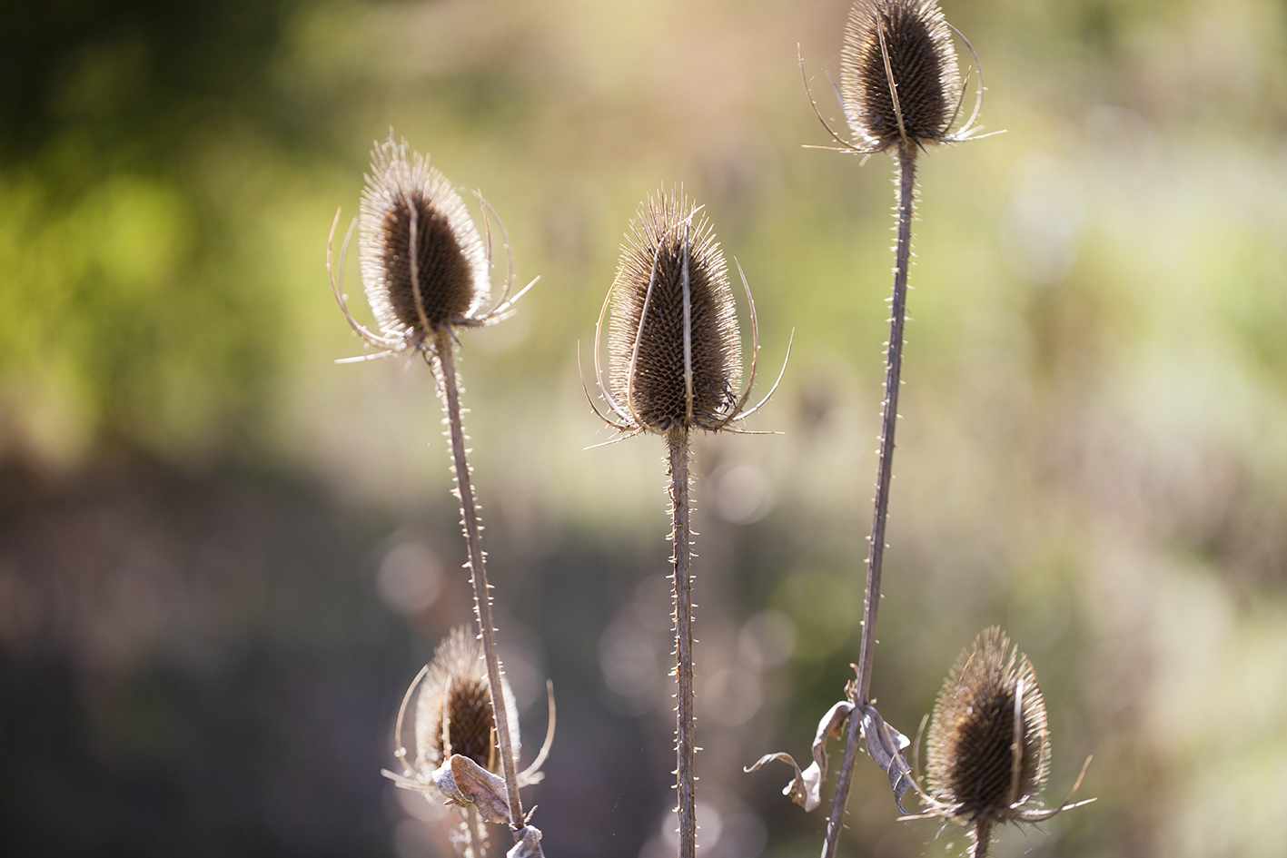 CreativeWanders©2025-5820