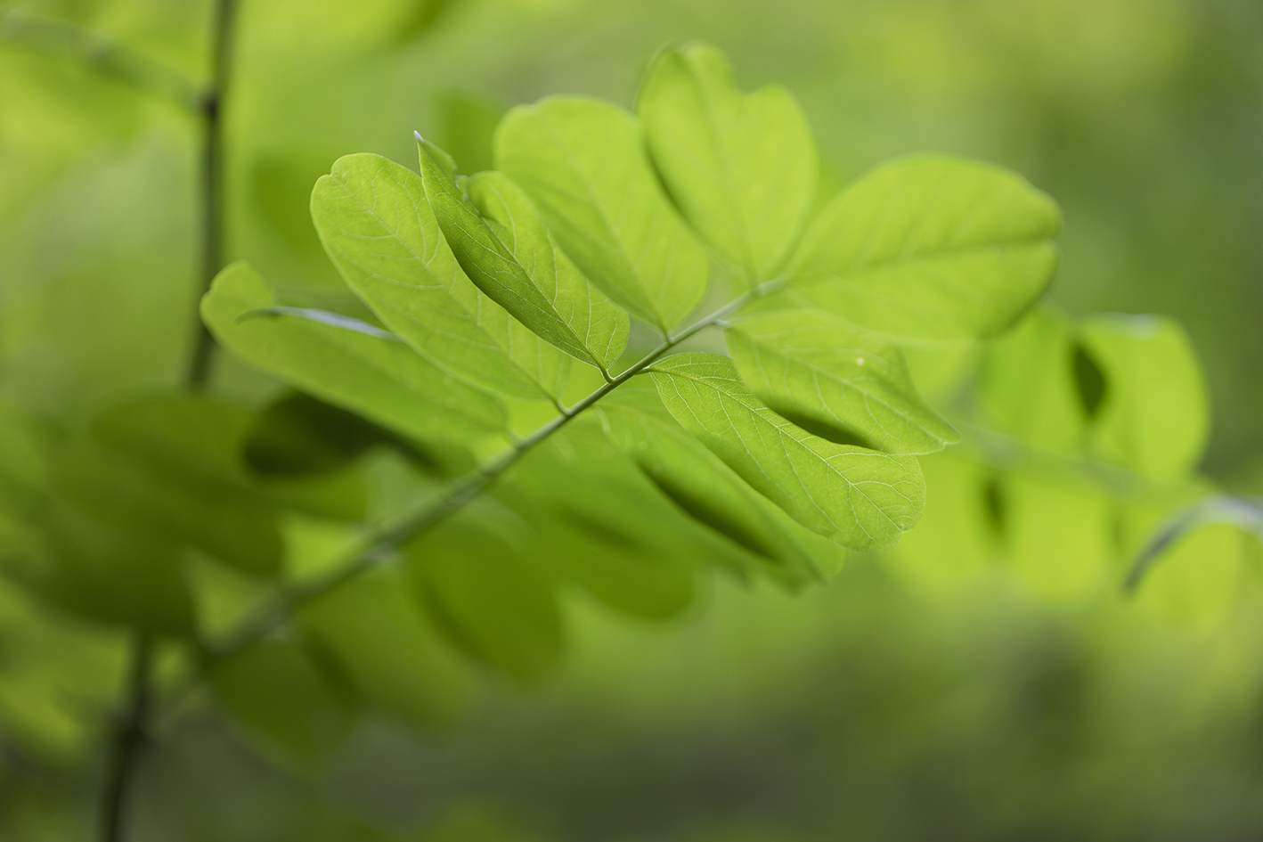 CreativeWanders©2025-5984